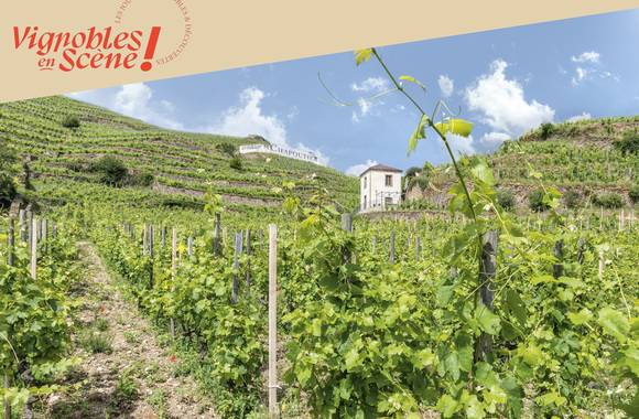 Explore the vineyards by e-bike - Maison M. CHAPOUTIER