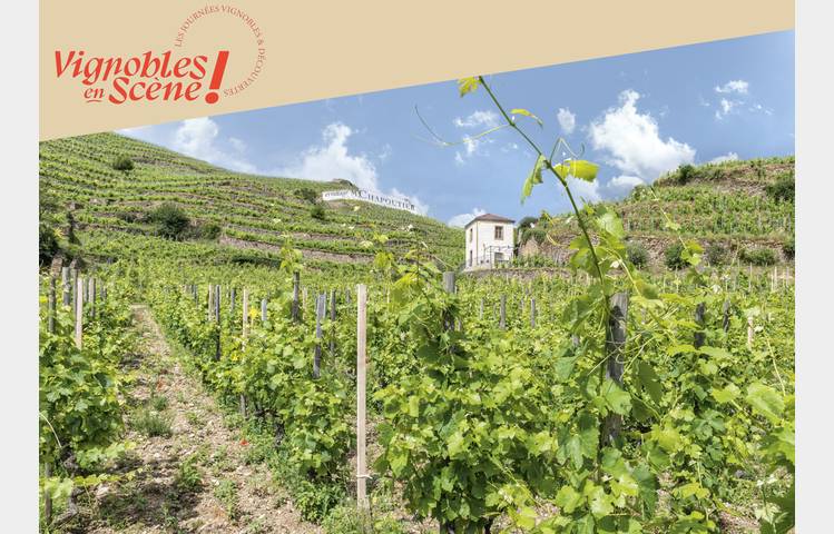 image de Explore the vineyards by e-bike - Maison M. CHAPOUTIER