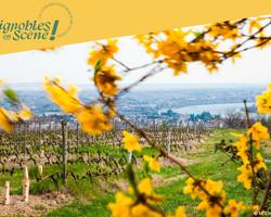 Découverte des plus belles parcelles du vignoble de la Maison M. CHAPOUTIER