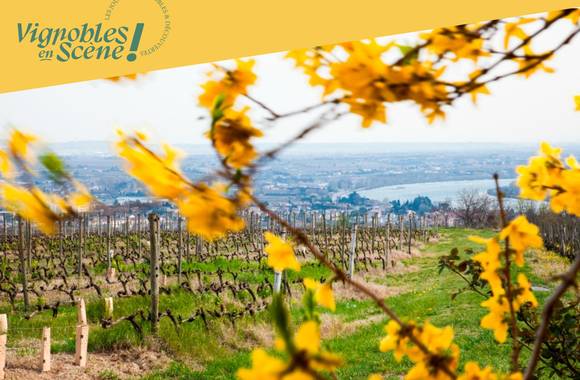 Découverte des plus belles parcelles du vignoble de la Maison M. CHAPOUTIER