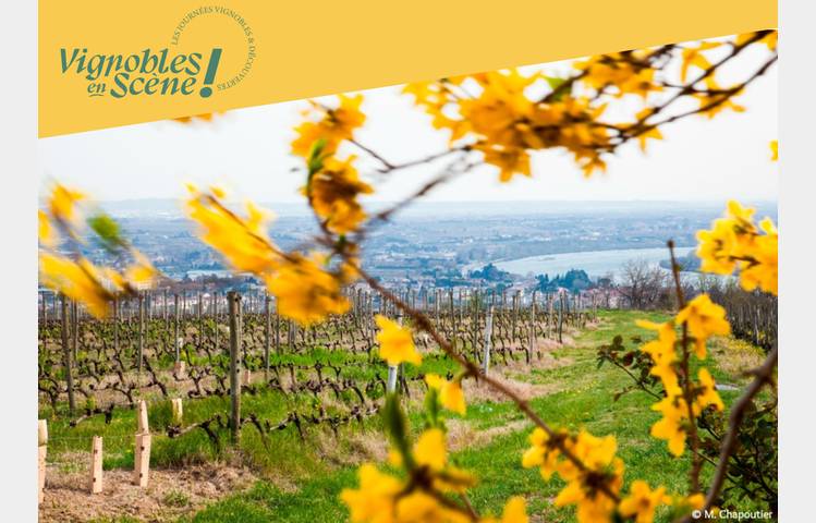 image de Découverte des plus belles parcelles du vignoble de la Maison M. CHAPOUTIER