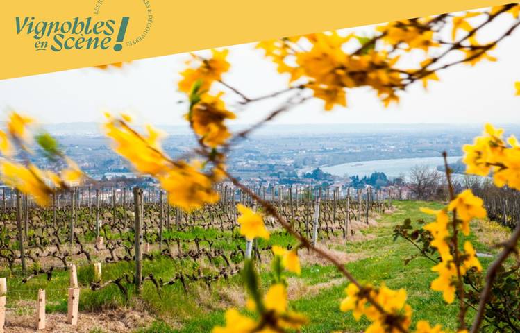 Photo of Découverte des plus belles parcelles du vignoble de la Maison M. CHAPOUTIER