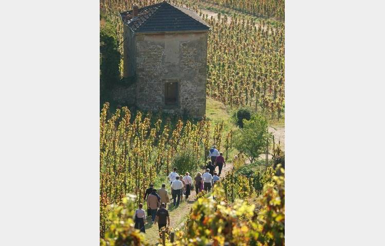 image de Découverte des plus belles parcelles du vignoble de la Maison M. CHAPOUTIER