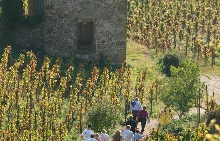Photo of Découverte des plus belles parcelles du vignoble de la Maison M. CHAPOUTIER