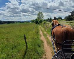 Balade en calèche dans les vignes