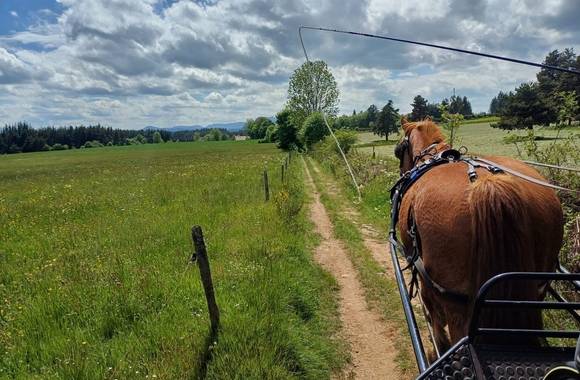 Balade en calèche dans les vignes