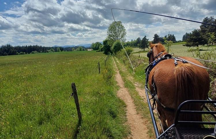 Photo of Balade en calèche dans les vignes