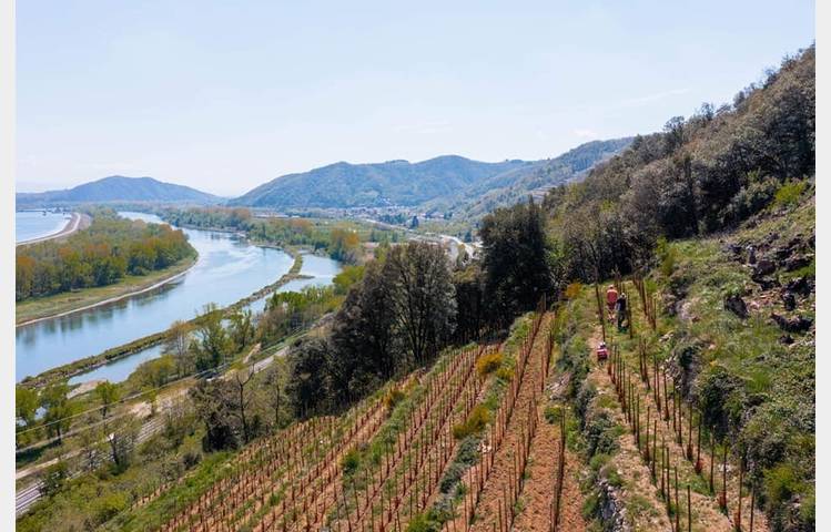 image de Les vins de Saint Vallier - Domaine Loïc Peychon
