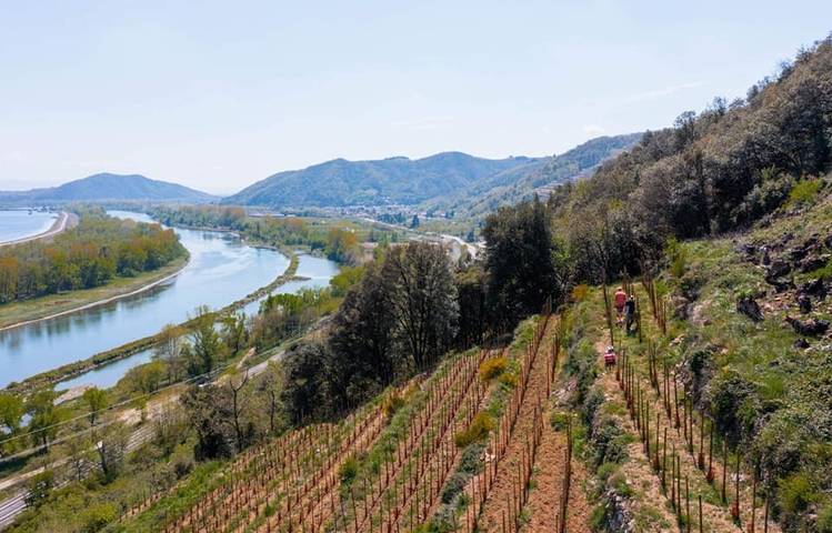 Photo of Les vins de Saint Vallier - Domaine Loïc Peychon