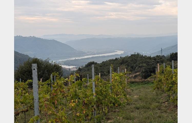 image de Les vins de Saint Vallier - Domaine Loïc Peychon