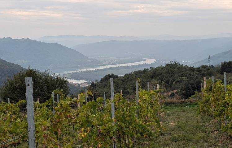 Photo of Les vins de Saint Vallier - Domaine Loïc Peychon