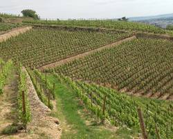 Open days at Domaine Grangier