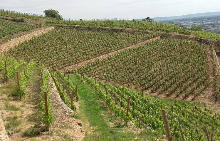 Photo of Open days at Domaine Grangier