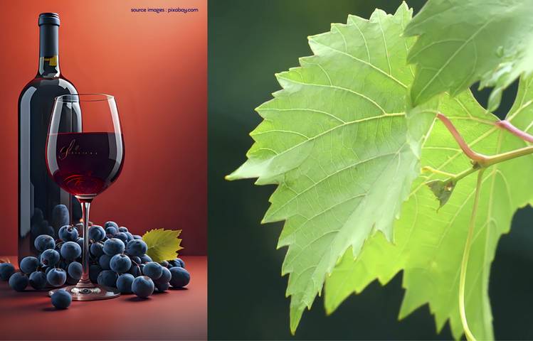 Photo of Wines and local products fair