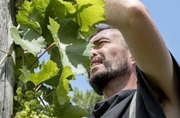 Vins et territoire : vignobles en scène !