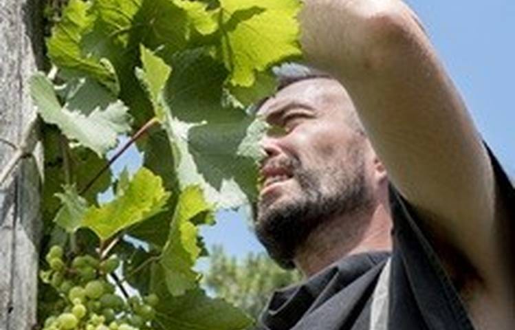 Photo of Vins et territoire : vignobles en scène !
