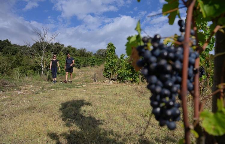 Photo of Balade commentée sur les transformations contemporaines du vignoble de Cornas