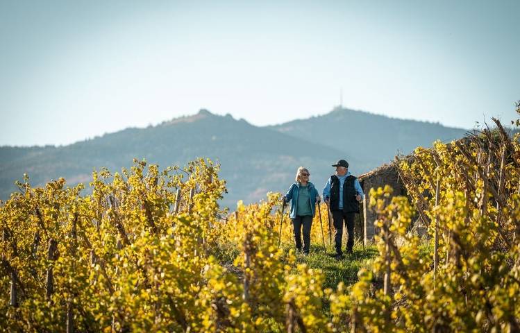 Photo of Séjour spécial "Vignobles en Scène"