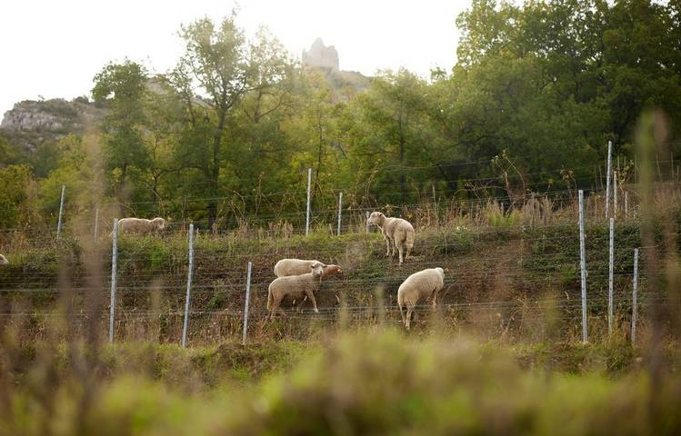 Photo of Bulles & brebis au Château de Crussol