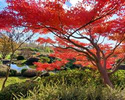 Splendeurs Automnales des étables du Japon - Jardin Zen