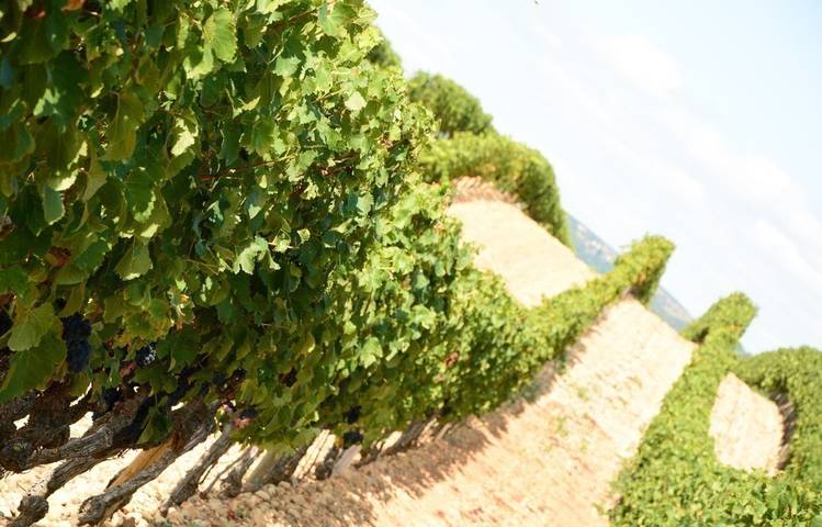 Photo of Domaine Jean Esprit