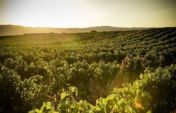 Photo of Domaine Jean Esprit