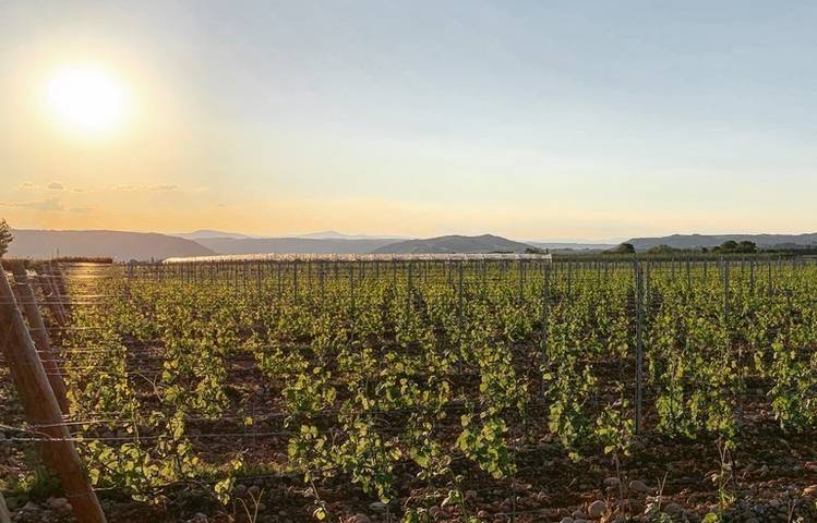 Photo of Domaine des Louis