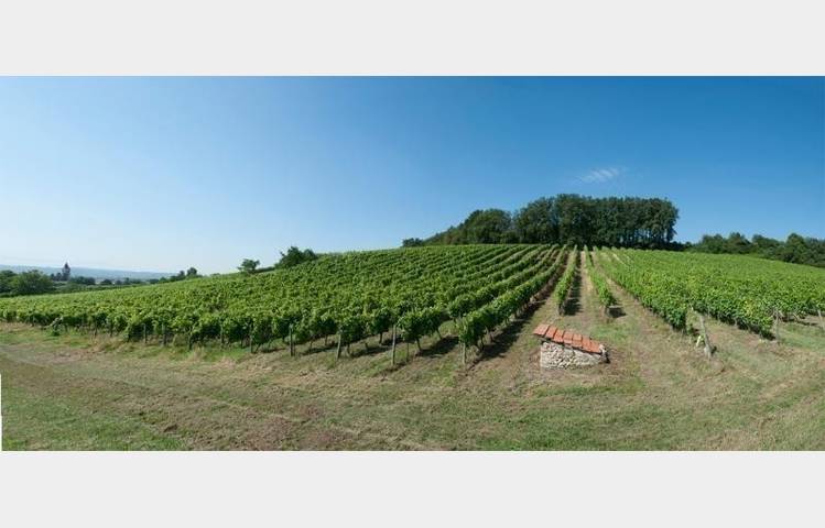 image de Domaine Pradelle wine cellar