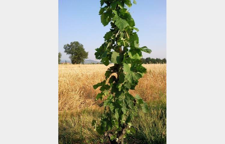image de Domaine Pradelle wine cellar