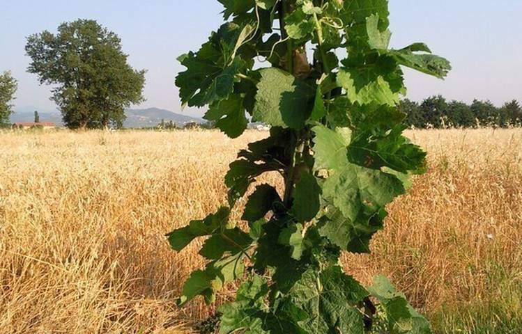 Photo of Domaine Pradelle