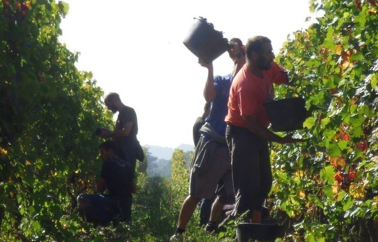 Photo of Domaine des Entrefaux - Tardy François