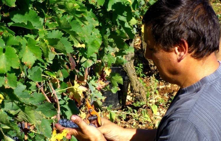 Photo of Domaine des Entrefaux - Tardy François
