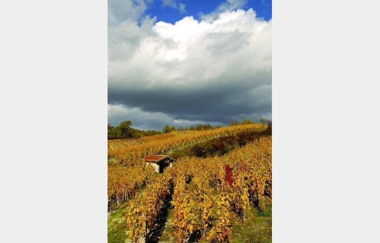 image de Winery Olivier Dumaine - Domaine de la Croix du Verre