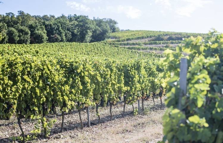 Photo of Domaine Laurent Fayolle