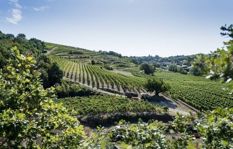Photo of Domaine Laurent Fayolle